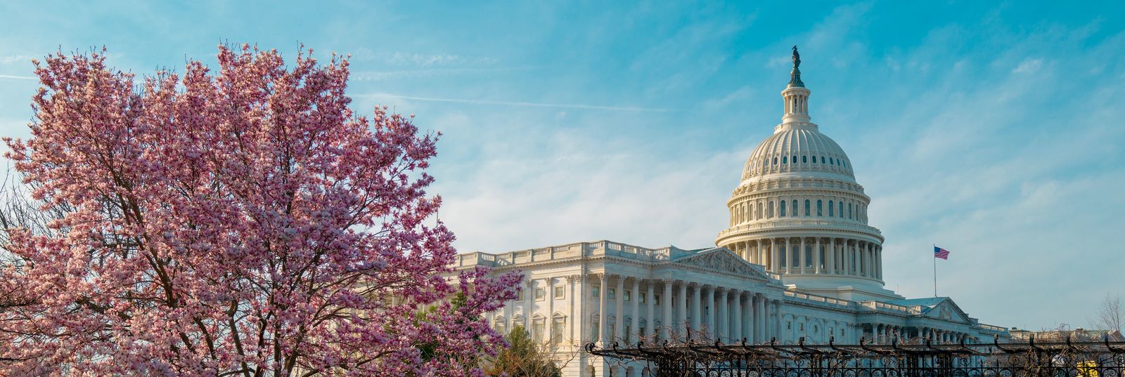 The Capitol behind cherry blossoms