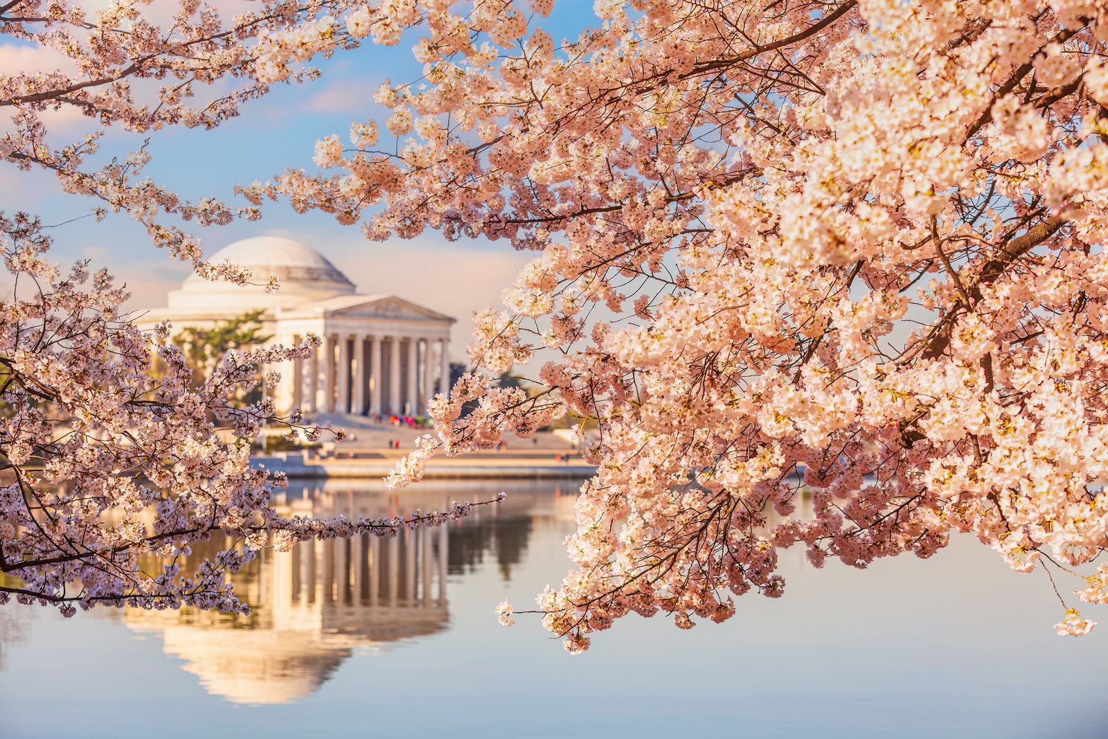 The Jefferson Memorial in Washington with cherry blossoms