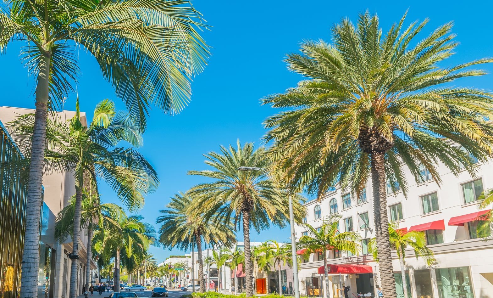 A palm-lined street in Beverly Hills